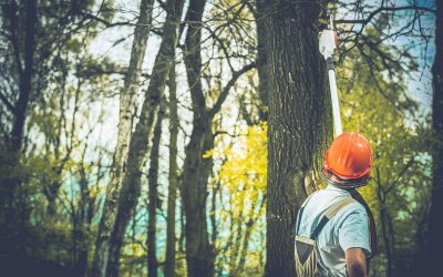 Healthy Yards Begin with Tree Maintenance Poway CA Services Homeowners Trust