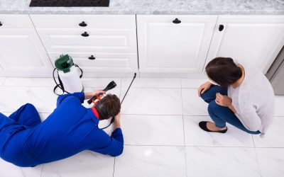 How Effective Pest Control Helps Maintain Your Home’s Value