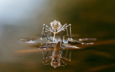 Protect Your Home and Family with Mosquito Control Plymouth County MA Solutions