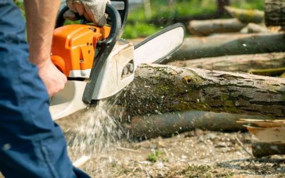 Key Benefits of Choosing Tree Removal in Arvada, CO for Healthier Urban Landscapes