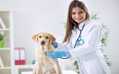 Comprehensive Pet Care Awaits At A Veterinary Hospital That Los Angeles Residents Trust.