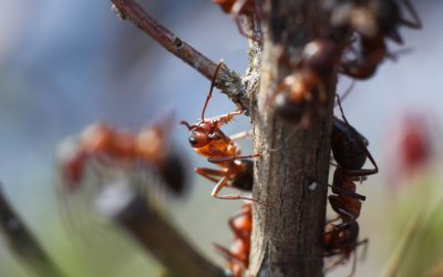 Protect Your Lawn from Infestations by Choosing the Right Fire Ant Bait