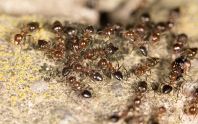 Signs You Need Carpenter Ant Extermination Fort Wayne IN for Safer Living
