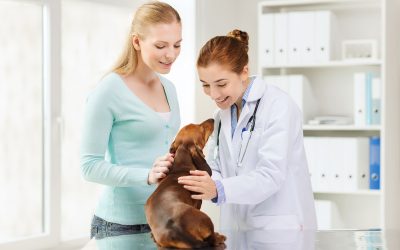 Your Guide to Emergency Pet Care at an Animal Hospital in Seminole FL