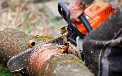 Weather Related Hazards Minimized with Tree Removal Tracy CA Services