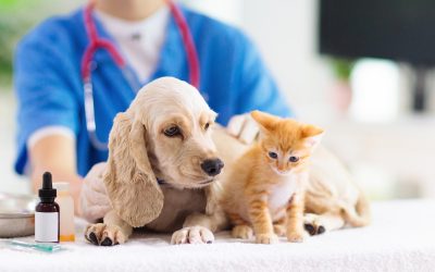 Your Pets Deserve Quality Care at a Vet Clinic Las Vegas NV Residents Trust