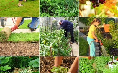 Creating a Lush Backyard Oasis with Guidance from a Local Plant Nursery in Chico, CA