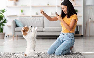 Choosing peace of mind with Dog Daycare Apple Valley MN
