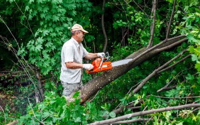 How a Tree Trimming Service in Williamsburg, VA Can Protect Your Home and Landscape
