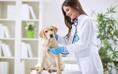 Unmatched comfort and safety for pets with pet care in Myrtle Beach SC services