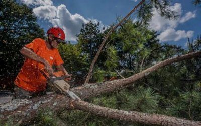 Transform Your Land with Forestry Mulching in Santa Rosa Beach, FL for Lasting Results