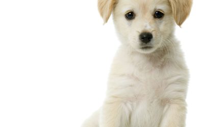 Choosing the Right Veterinary Care in Lenexa, KS for Compassionate Pet Wellness