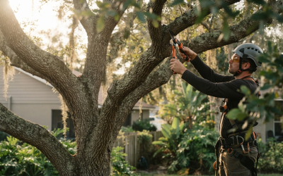 When Trees Need Pruning: A Practical Guide for Homeowners